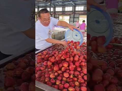 After all, what are Chinese litchis like? #shorts #youtubeshorts #fruit #lichi #farming #farm