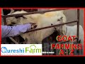 Goat Farming for Beginners | Starting a Commercial ...