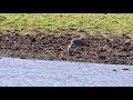 Great Blue Heron Eating A Snake