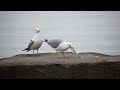 Ring Billed Gulls Fighting Over A Fish