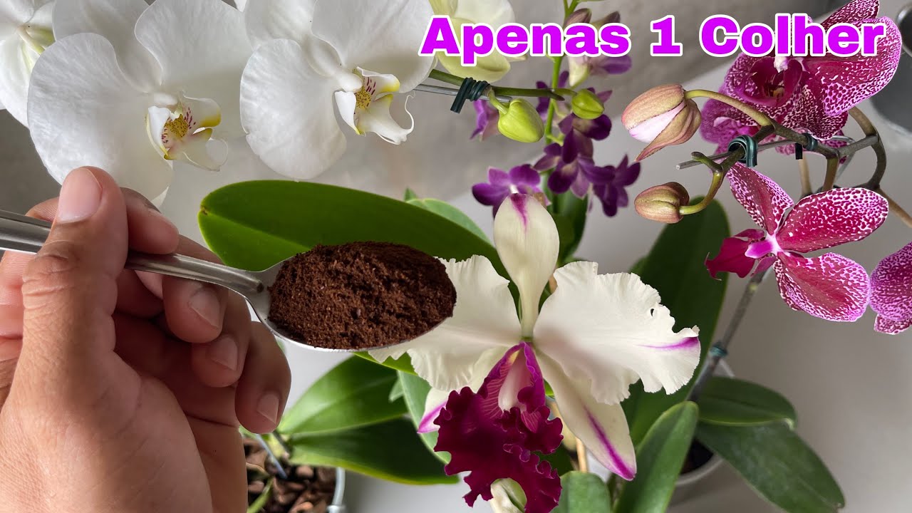 Apenas 1 colher pra sua orquídea encher de flores!