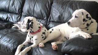 2 Dalmatians watching 101 Dalmatians