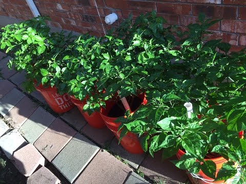 2015 Super Hot Peppers Growing Season - Ep. 15: Mice Ate All My Fruits Video