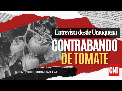 Al borde de la quiebra: Agricultores tachirenses denuncian contrabando de tomate