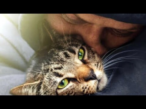 Filmkritik zu Cat Daddies: Freunde für sieben Leben