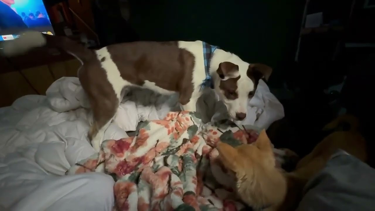 Roxy, a ADOPTABLE mixed breed in Boulder, CO video 2/6