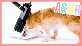 Ginny the dog eating yoghurt - ASMR | Furry Friends