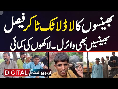 Cow lover TikToker Faisal Kamboh - Cows Bhi Viral - Lakhon Mein Income