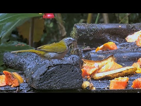 Buff-throated Saltator Gets a Quick Close-up in Panama | July 8, 2024