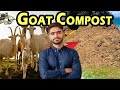 Benefits Of Goat Manure In Farming Gardening