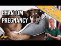 False Pregnancy In Dogs Signs Symptoms Home Treatment Dog Health Vet Advice
