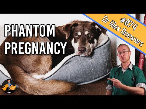 False Pregnancy In Dogs (signs, symptoms + home treatment) - Dog Health Vet Advice