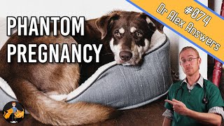 False Pregnancy In Dogs (signs, symptoms + home treatment) - Dog Health Vet Advice