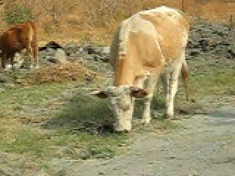 le mucche al pascolo