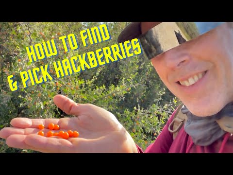 How to Find & Pick Hackberries
