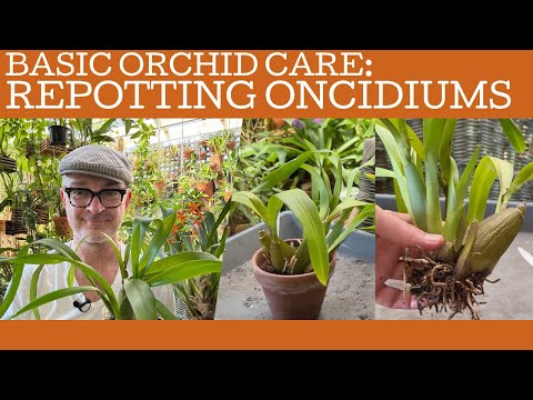 Basic orchid care: re-potting oncidiums!
