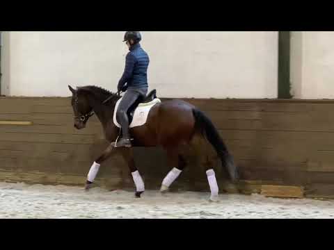 2016 Deutsches Reitpony by Dimension AT x FS Champion de Luxe