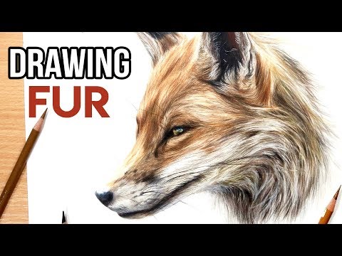 How to Draw Realistic Fur with Coloured Pencils |...