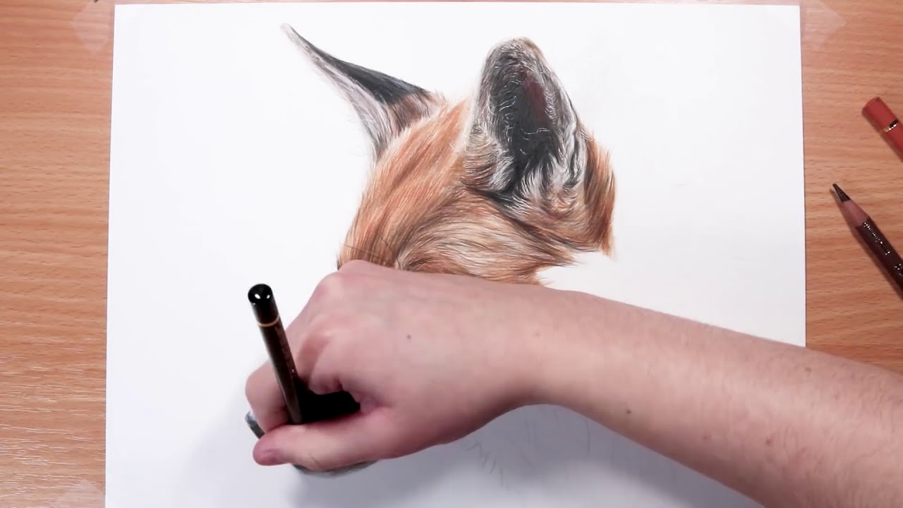  how to draw realistic fur with coloured pencil drawing tutorial by kirsty partridge art