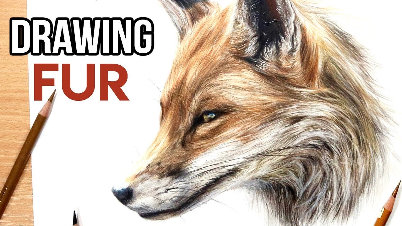 how to draw realistic fur with coloured pencil drawing tutorial by kirsty partridge art