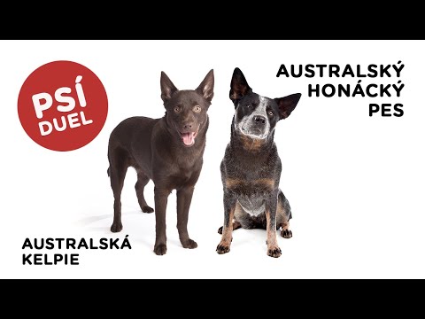 Psí duel - Australská kelpie vs Australský honácký pes - Tlapka TV