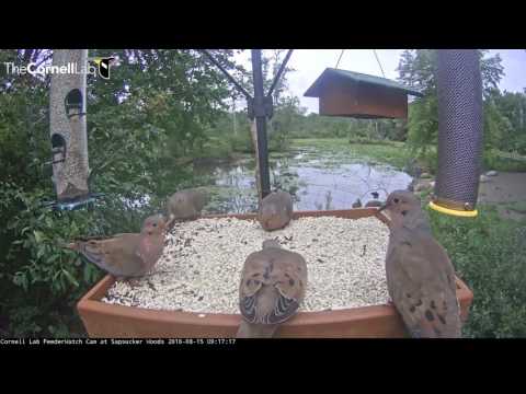 Mourning Doves Pack The Platform