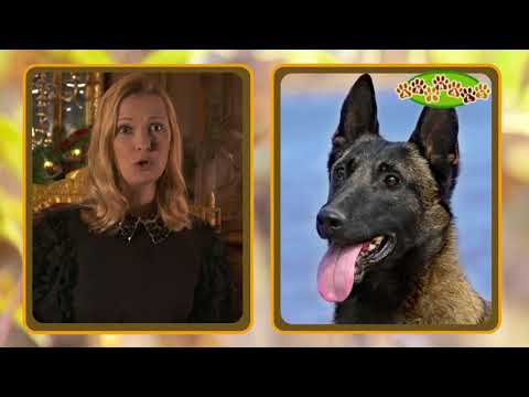 Pour Noël, aidez la Société Protectrice des Animaux Grolandais - Groland Le Zapoï du 16/12 - CANAL+