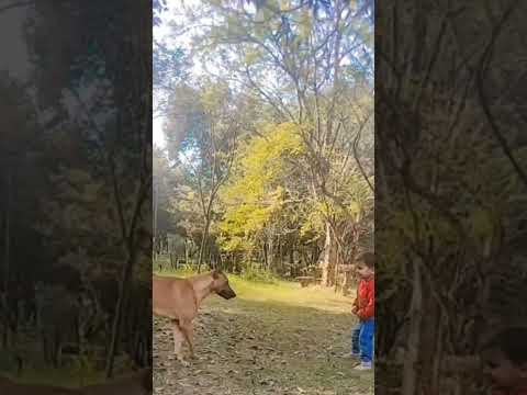 dog barking #youtubeshorts #viralvideo #doglover #barking #$dogslover