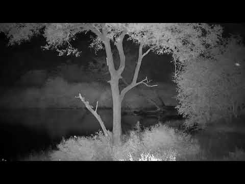 Djuma: Two Hippos - 04:40 - 03/16/2023