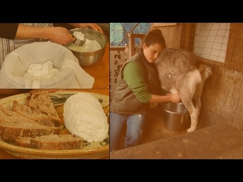 How to Make Soft Goat's Milk Cheese: Chèvre
