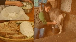 How to Make Soft Goat's Milk Cheese: Chèvre