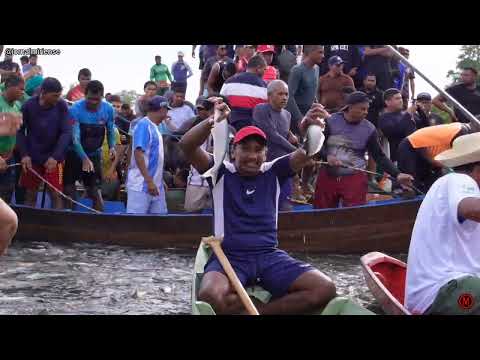 Fartura, preservação e turismo marcam abertura da pesca do mapará em Igarapé-Miri 2026