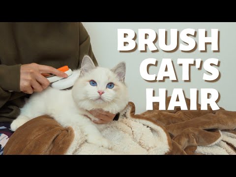 How to Brush Your Cat’s Hair | 4 step Cat Grooming Tutorial
