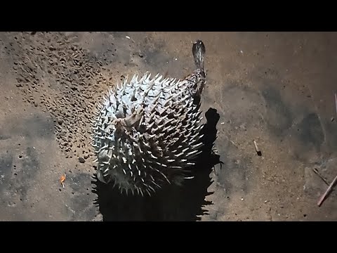 I saw fugu fish for the first time on the sea beach of Puri | Evening tour of Puri beach