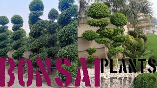 Bonsai plants Beautiful garden Bonsai plants
