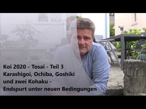 Koi 2020-4 - Tosai - Teil 3 - Karashi, Ochiba, Goshiki und Kohaku - Endspurt unter neuen Bedingungen