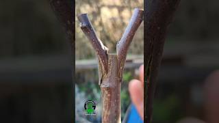 Download lagu Grafting plants, apple tree grafting #grafting #farming #growing mp3 Download lagu Grafting plants, apple tree grafting #grafting #farming #growing mp3