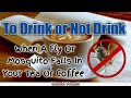 Can you drink a cup of tea or coffee when a fly falls to it? (FACT)