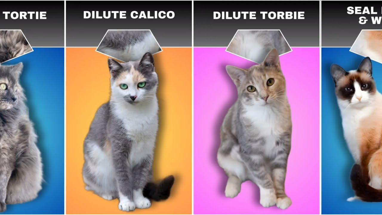 Different Cat Colors and Patterns