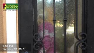 Poodle and Papillon Stop Barking - Dog Training of Fort Myers - Patrick Logue