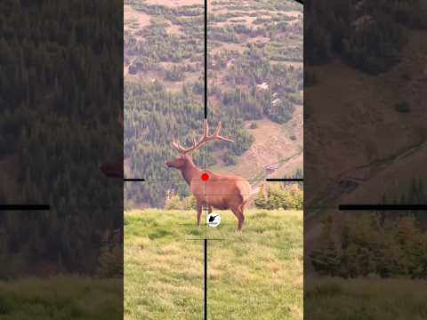 Elk Hunting 🫎