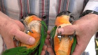 Выбор попугая - одного или более