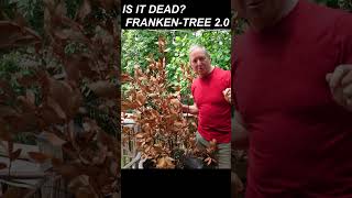 Bringing a Bay Tree Back from the DEAD: 4 Months Later #garden
