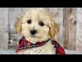 Maltipoo dogs for sale: Boy Ace - 0004 - Video 1