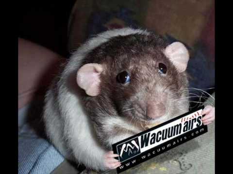 zomblaze - streb ft. bobakrome