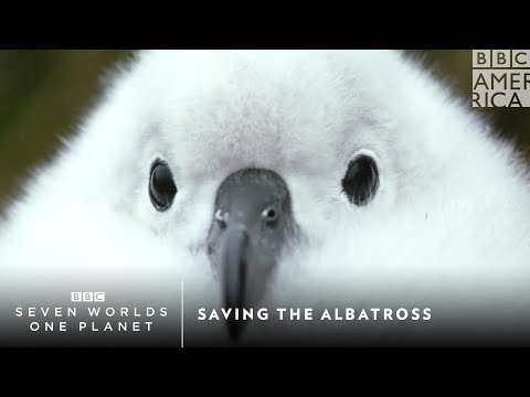 Albatros sivohlavý (Thalassarche chrysostoma) — Saving the Albatross, BBC Seven Worlds One Planet