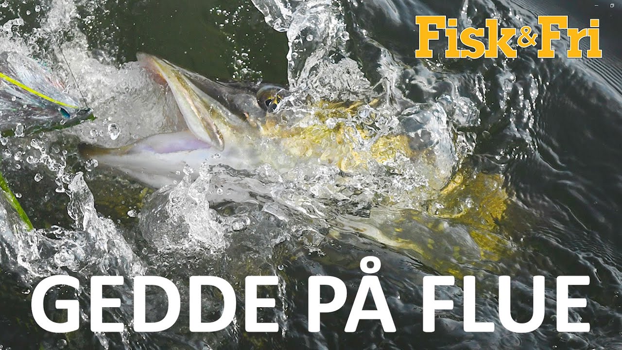 NY VIDEO: GEDDE PÅ FLUE