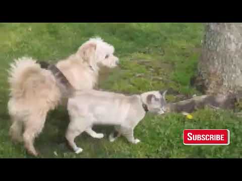 Animals Mating compilation 2020 Animals mating Animal Breeding process - animal Breeding
