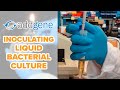 Inoculating Liquid Bacterial Culture