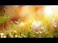 Peaceful Music, Relaxing Music, Instrumental Music, "Wind Song" by Tim Janis